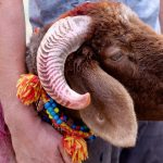 kurban bayrami ne vakit idrak edilecek bayram tatili kac gun olacak 2025 kurban bayrami fyIBPQYM