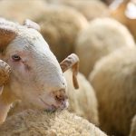 kurban kesmek farz mi kimler kurban kesmekle yukumlu kurban kesmenin karari LfdcyO3f