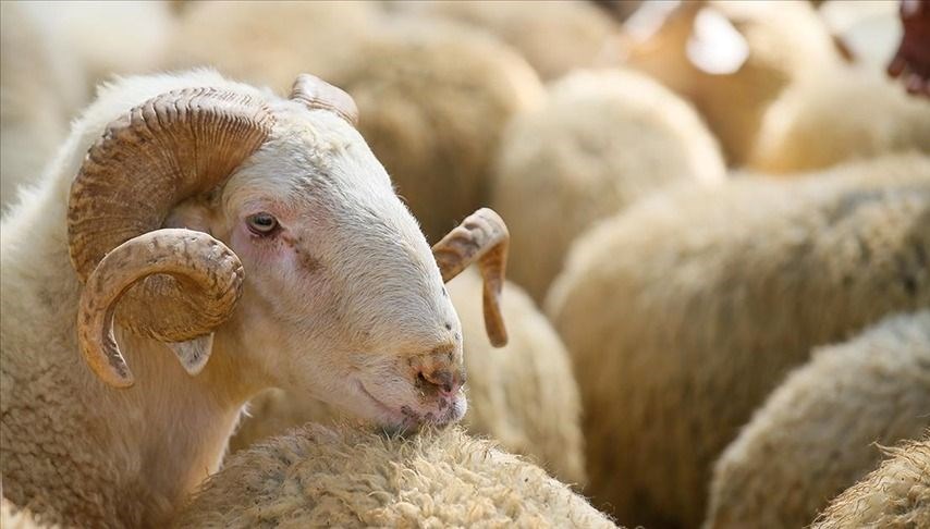 kurban kesmek farz mi kimler kurban kesmekle yukumlu kurban kesmenin karari LfdcyO3f