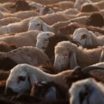 kurban satisi ve kesiminde yeni donem uELkamND