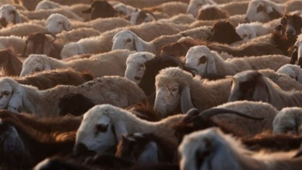 Kurban satışı ve kesiminde yeni dönem 71 kurban satisi ve kesiminde yeni donem uELkamND