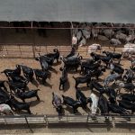 kurbanliklar gorucuye cikti 13 bin liradan basliyor Vwi2HA4z