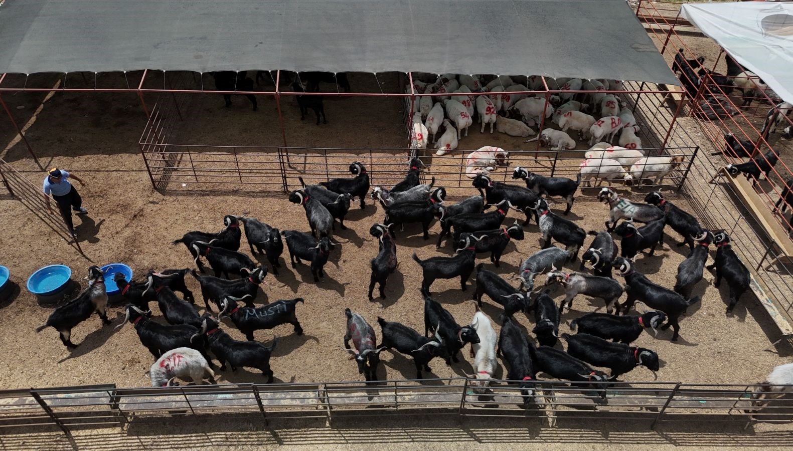 kurbanliklar gorucuye cikti 13 bin liradan basliyor Vwi2HA4z