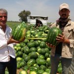 mersinde karpuz hasadi basladi tarlada kilosu 20 tlden basliyor t2p3zOQs
