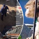 muglada maymun kovalamacasi maymun onde mahalleli arkada 8ReWPycP