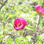 omru 15 gun koparmanin cezasi 557 bin lira eer6tgfX