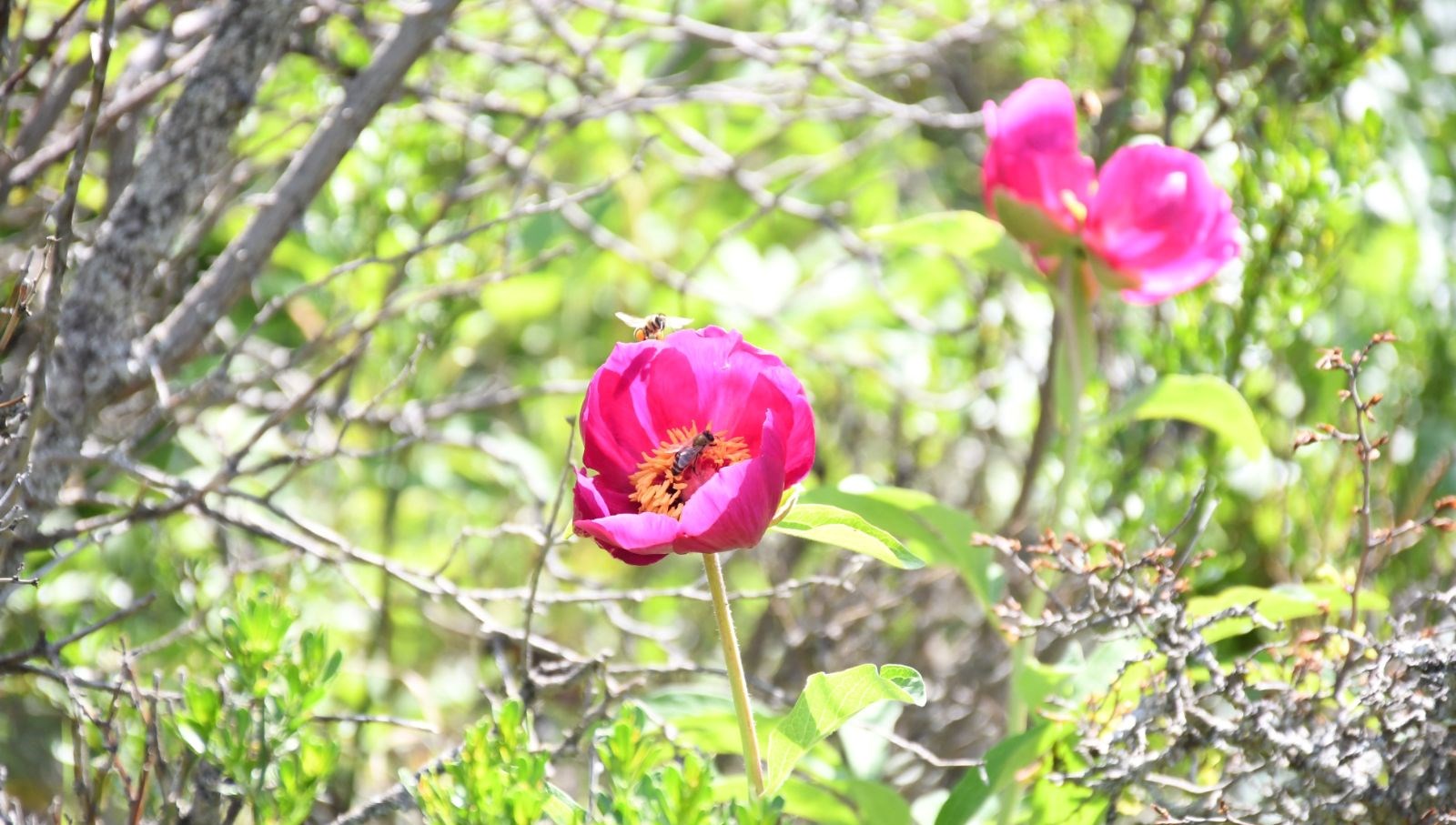 omru 15 gun koparmanin cezasi 557 bin lira eer6tgfX