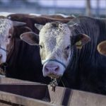 salatalara dikkat plastik yiyor olabilirsiniz 7TOJppzE