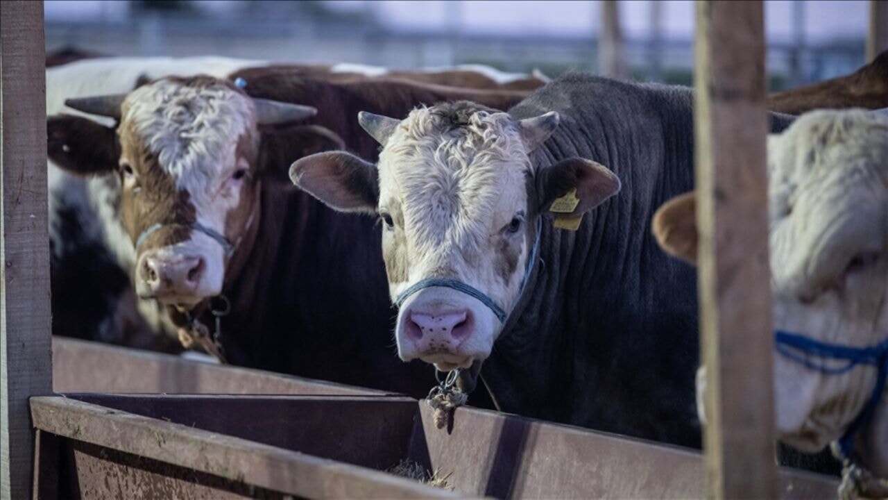 salatalara dikkat plastik yiyor olabilirsiniz 7TOJppzE