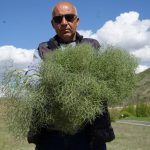 tabiatin protein deposu toplamak icin 15 kilometre yol gidiyorlar 7 kaygiya evelik 3I2kUlrf