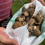 tabiatta kendi kendine yetisiyor halk ortasinda gobelek deniliyor altin bulsak bu kadar sevinmeyiz PQhpc6tM