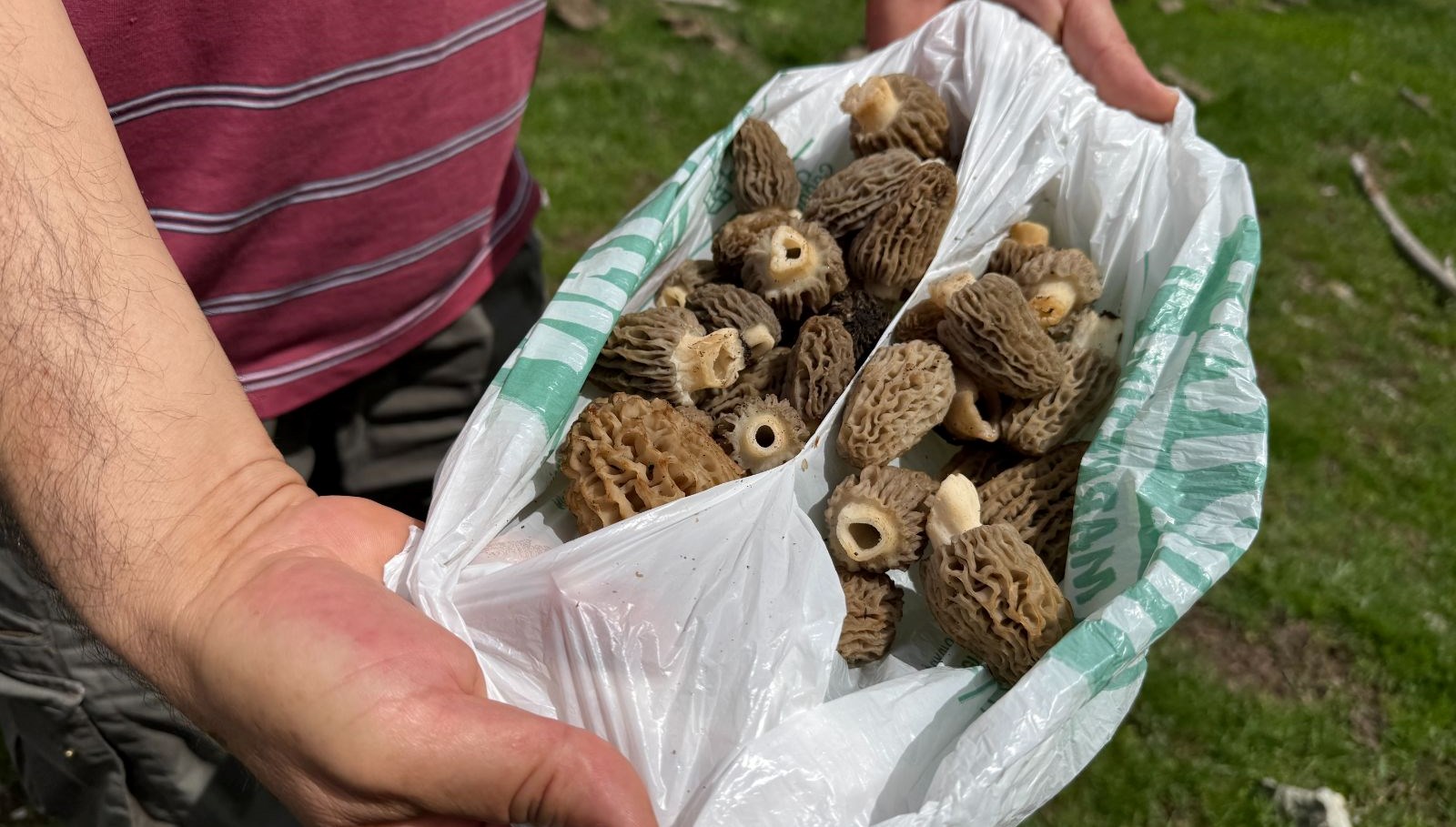 tabiatta kendi kendine yetisiyor halk ortasinda gobelek deniliyor altin bulsak bu kadar sevinmeyiz PQhpc6tM