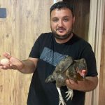 tavuk tavuk donerci dukkanina girerek yumurtladi gorenleri sasirtan olay xdHqtPbD