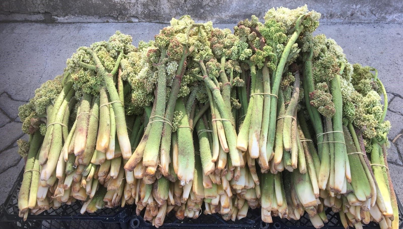 Tezgahta yerini aldı, ünü Amerika'ya kadar yayıldı: A, B1, B2, E, ve K vitamini deposu 71 tezgahta yerini aldi unu amerikaya kadar yayildi a b1 b2 e ve k vitamini UmLnfsNS