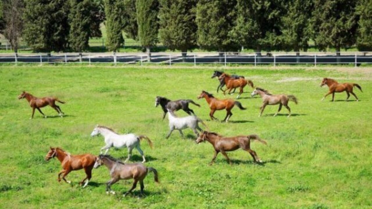 tigem 60 safkan arap kosu tayini satisa sunuyor ihale tarihi belli oldu TXsyz7M4