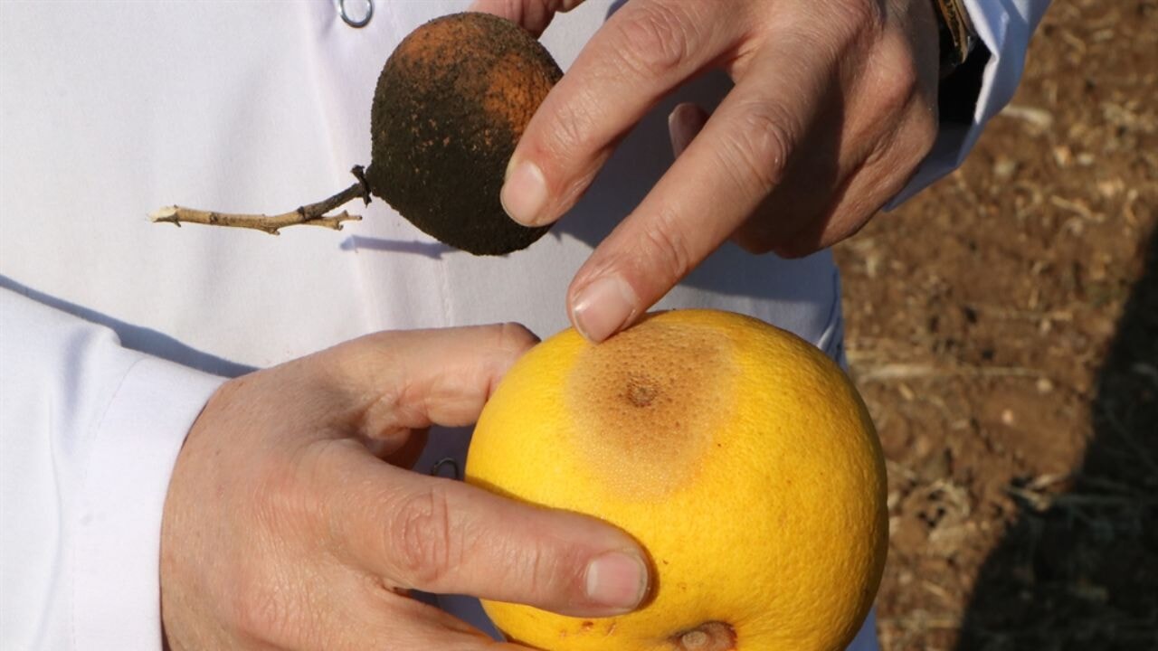 turkiye 3 milyar dolar zarara ugradi akdeniz meyve sinegine karsi cozum Qiq6I9Zn