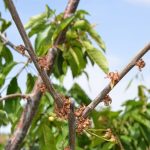 turkiye tarihin en buyuk tarim afetini yasiyor i25WvTKG