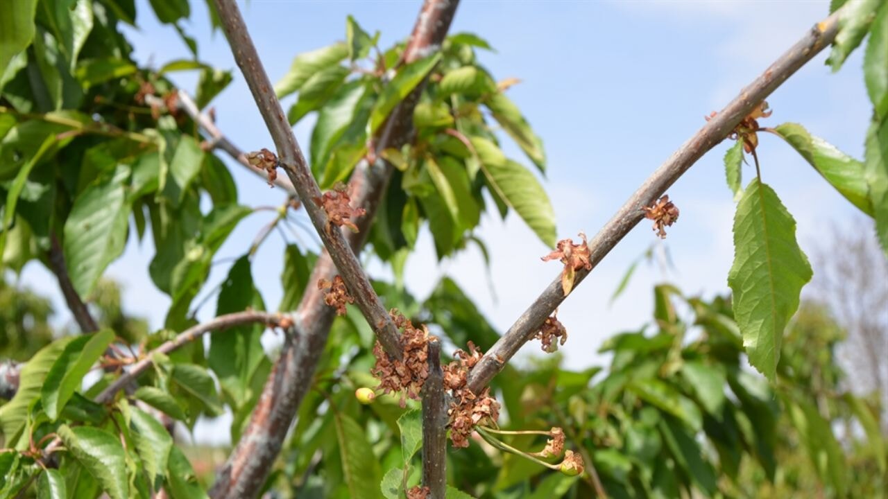 turkiye tarihin en buyuk tarim afetini yasiyor i25WvTKG