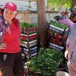 turkiyenin degerli uzum uretim merkezlerinden biri bag yapragi donemi acildi FpOmdAz1