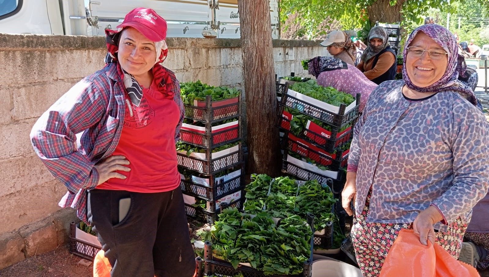 turkiyenin degerli uzum uretim merkezlerinden biri bag yapragi donemi acildi FpOmdAz1