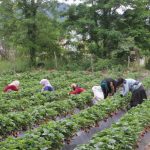 yilin yarisini tarlada geciriyorlar bakimi ve hasadi sikinti 5P3l1O7J