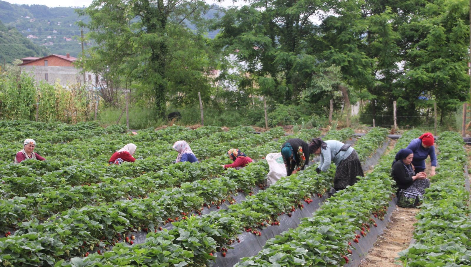 yilin yarisini tarlada geciriyorlar bakimi ve hasadi sikinti 5P3l1O7J