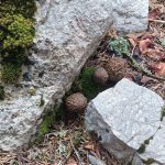 yore halkinin gelir kaynagi donem acilisinda kilosu bin 200 lira yU1XqOWF