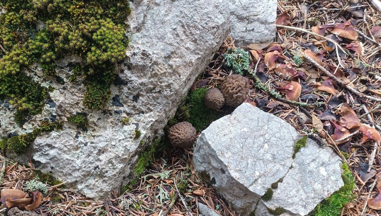 Yöre halkının gelir kaynağı: Dönem açılışında kilosu bin 200 lira 71 yore halkinin gelir kaynagi donem acilisinda kilosu bin 200 lira yU1XqOWF