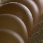 yumurta ihracatinda flas muafiyet tsk ve yardim sevkiyatlari kesintiden cikarildi bSrf3ij2