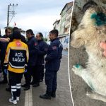 zonguldakta saskina ceviren olay bu kere insan kopegi isirdi ZqCYTATY