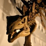 kopek buyuklugunde dinozor kesfedildi 2MWfWzAZ