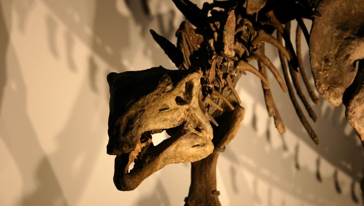 kopek buyuklugunde dinozor kesfedildi 2MWfWzAZ