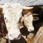 kurban bayraminda hayvan kesimi rekoru rakamlar aciklandi hEjC9bKN