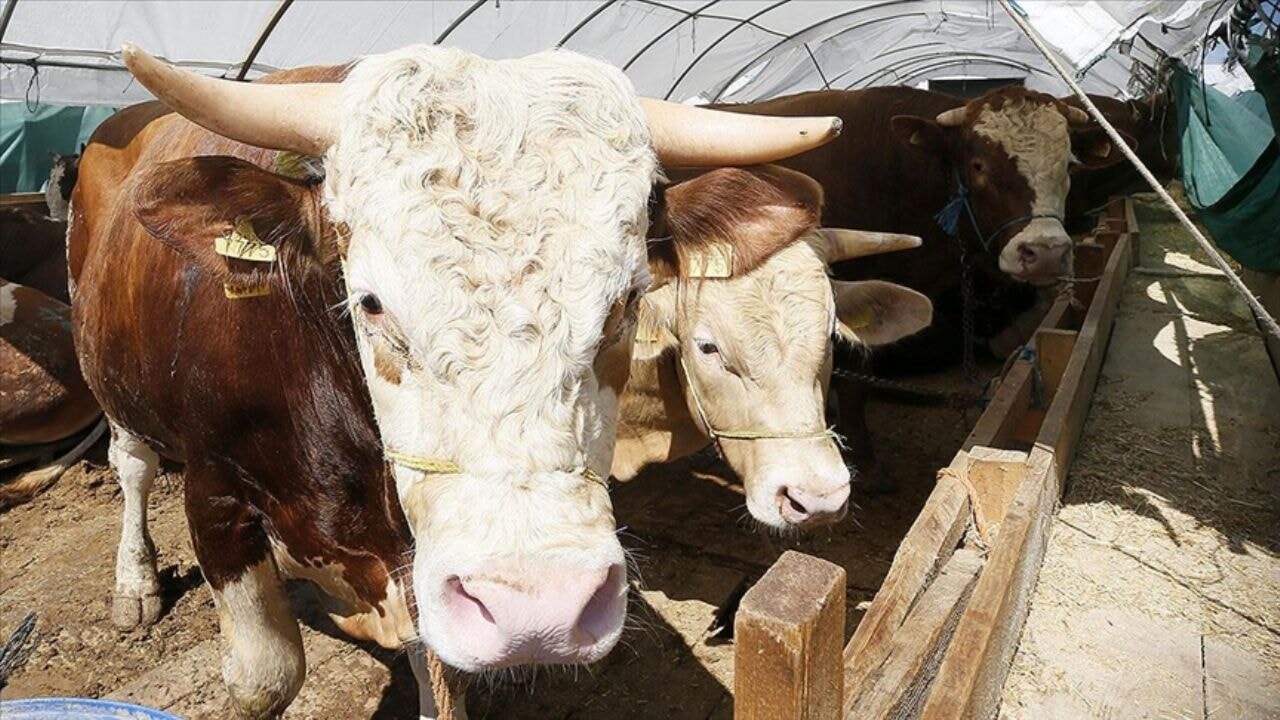 kurban bayraminda hayvan kesimi rekoru rakamlar aciklandi hEjC9bKN