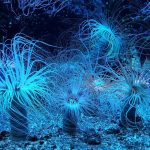 okyanuslarda yuzlerce dev virustespit edildi sbR3VWIr