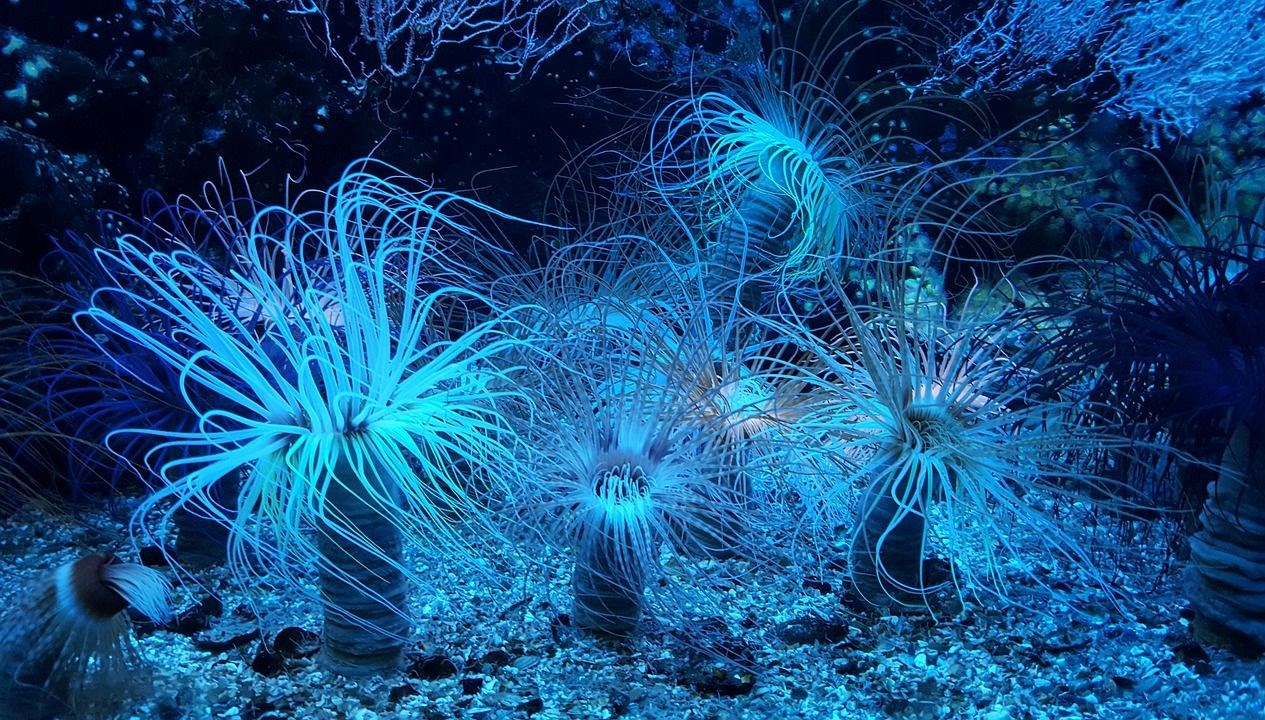 okyanuslarda yuzlerce dev virustespit edildi sbR3VWIr