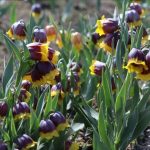 turkiyedeki tarla ve bahce bitkileri sayisi aciklandi duv81Vgw