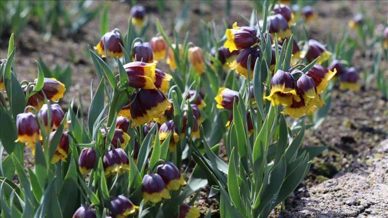 turkiyedeki tarla ve bahce bitkileri sayisi aciklandi duv81Vgw