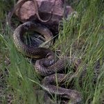 yilan isirdi kurtarilamadi sirnakta eski muhtar hayatini kaybetti OB5fDlwt