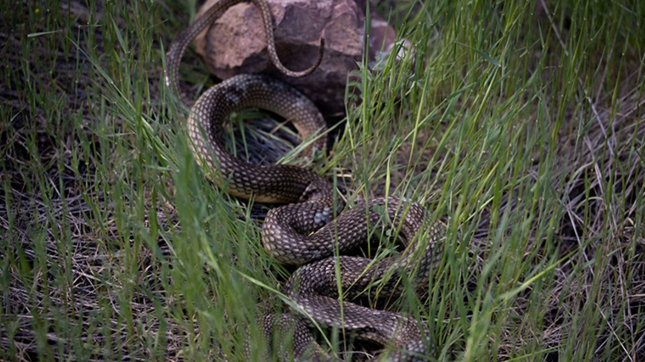 yilan isirdi kurtarilamadi sirnakta eski muhtar hayatini kaybetti OB5fDlwt