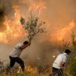 2025 yazinda turkiyede orman yanginlari felaketin anatomisi LG35kjXK