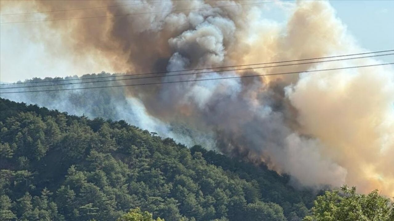 boluda orman yangini l221q3yF