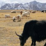 cinli bilim insanlari sezaryenle klon yak dunyaya getirdi UlSBMAGM