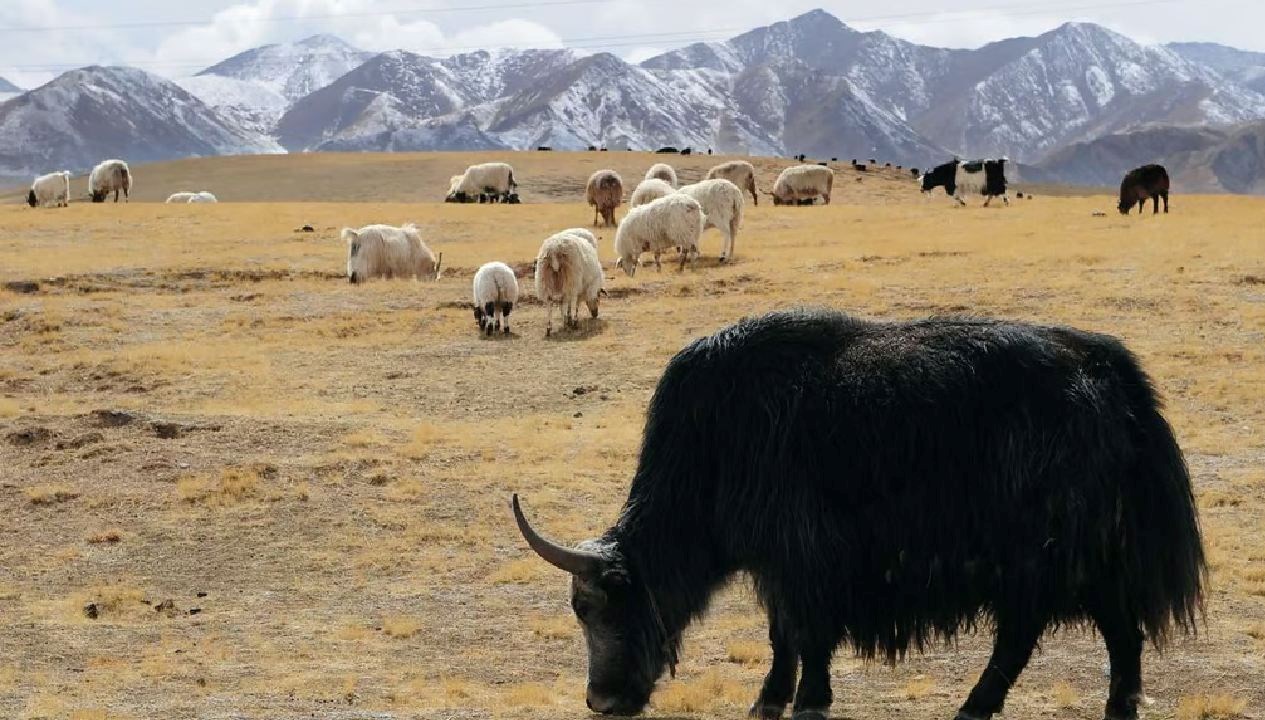 cinli bilim insanlari sezaryenle klon yak dunyaya getirdi UlSBMAGM