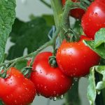 domatesler milyonlarca yil geri gitti insanlarda da yasanabilir mgwvmWTR