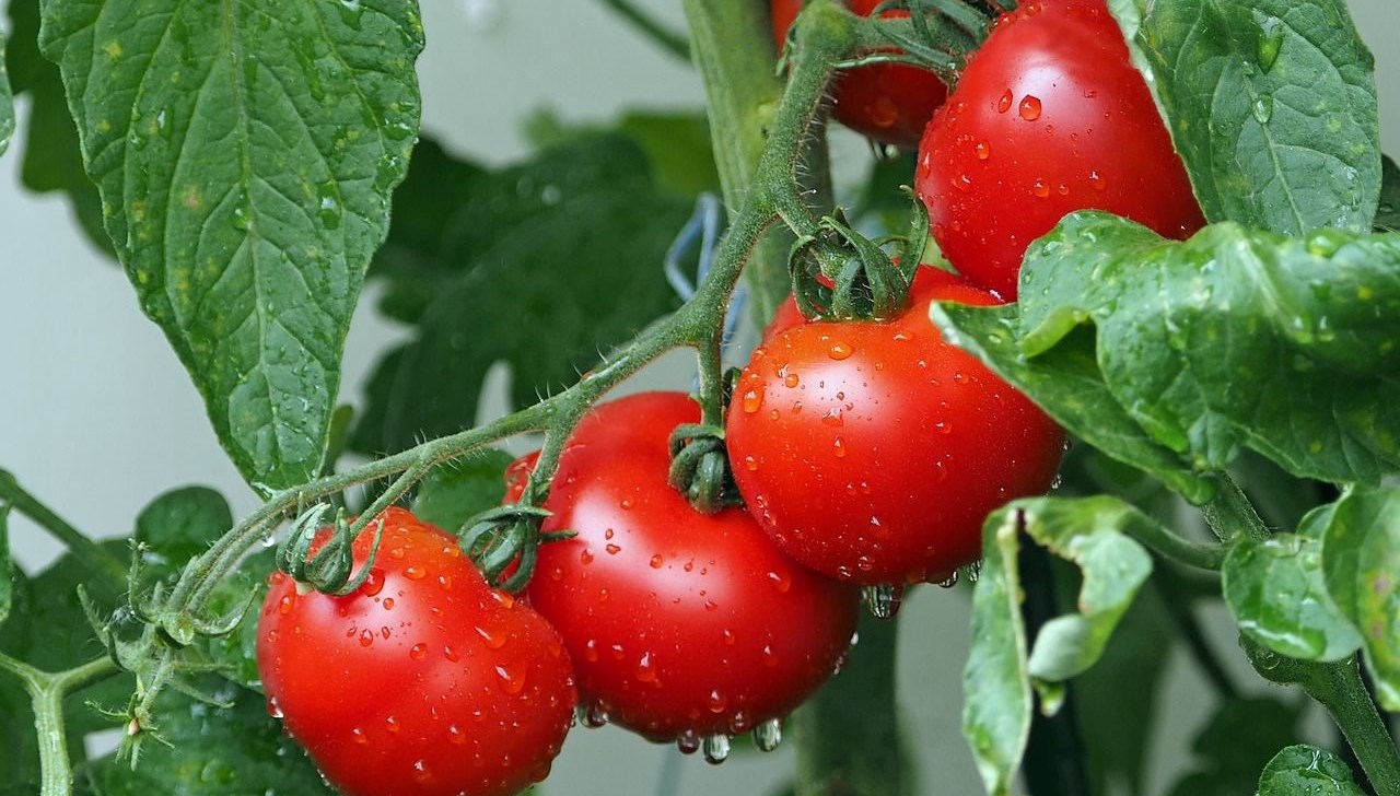 domatesler milyonlarca yil geri gitti insanlarda da yasanabilir mgwvmWTR