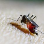 dsoden buyuk salgin uyarisi chikungunya virusu suratle yayiliyor StK8S3IJ