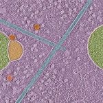 insan hucresinde yeni bir yapi kesfedildi kardan adama benziyor 7mJhj87R