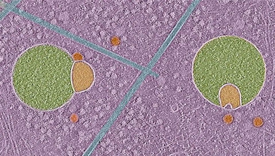 insan hucresinde yeni bir yapi kesfedildi kardan adama benziyor 7mJhj87R