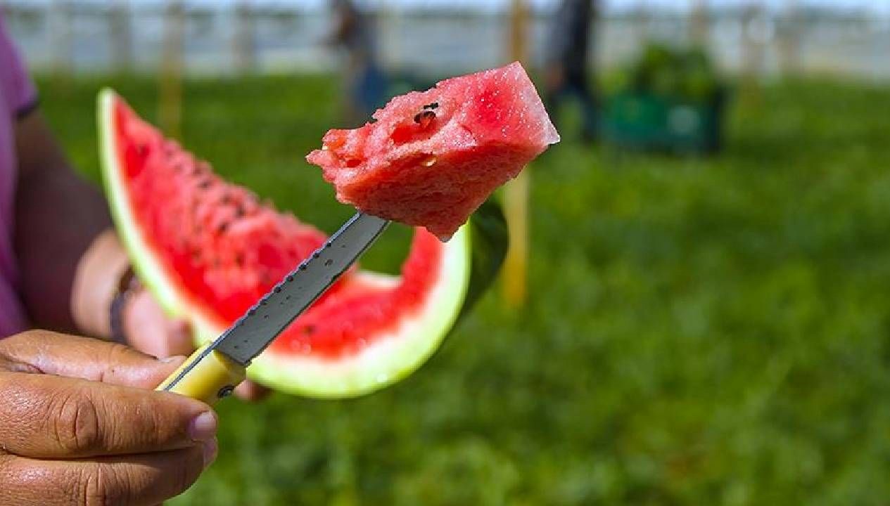 karpuzda bakteri tehlikesi 3FJBCL8s